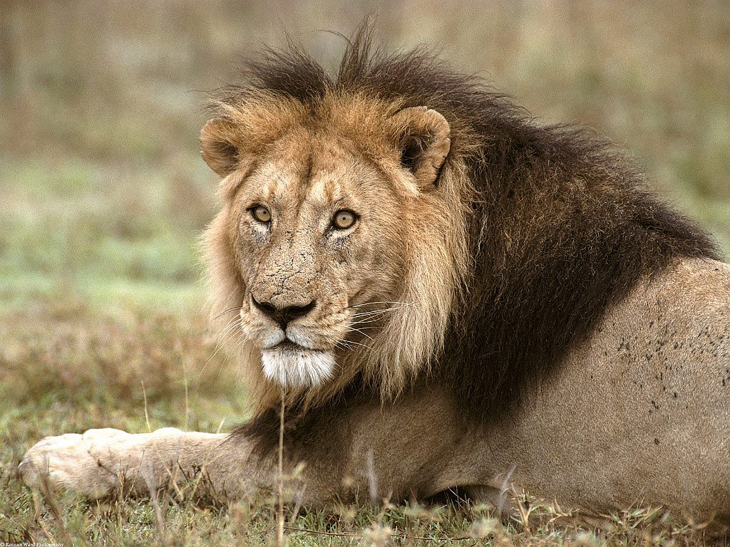 African Lion, Tanzania, Africa